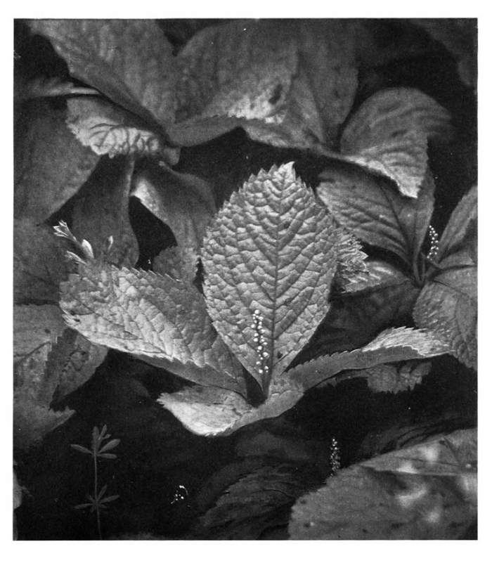 Растения семейства