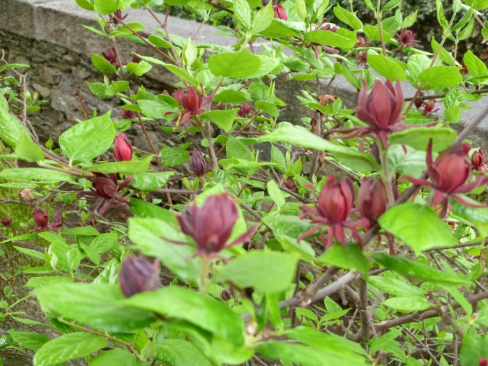 Calycanthus occidentalis
