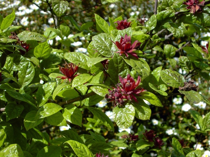 Каликант флоридус