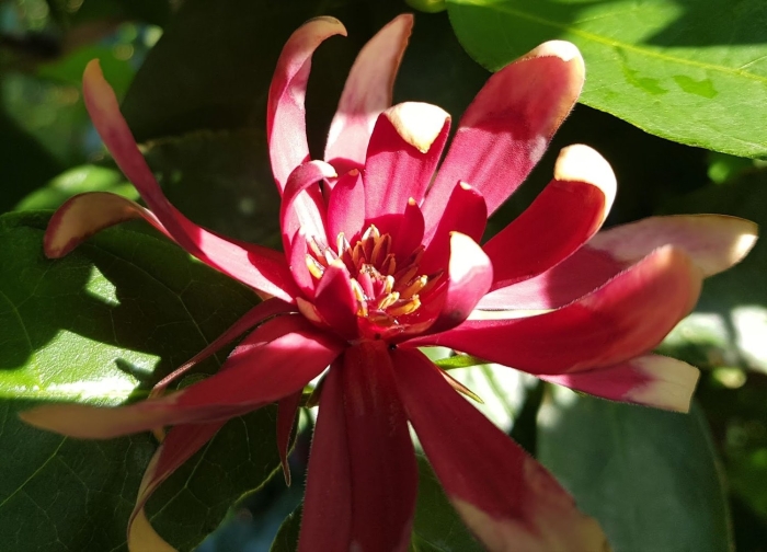 Calycanthus occidentalis