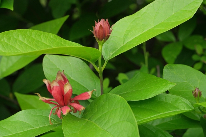 Каликант цветущий