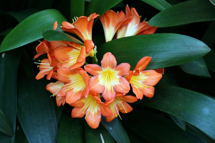 Кливия киноварная