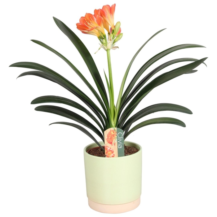 Кливия киноварная