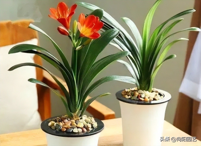 Кливия киноварная цветение