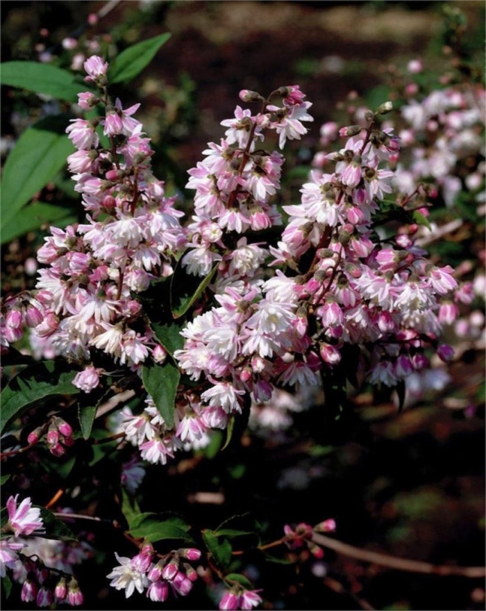 Дейция codsall pink