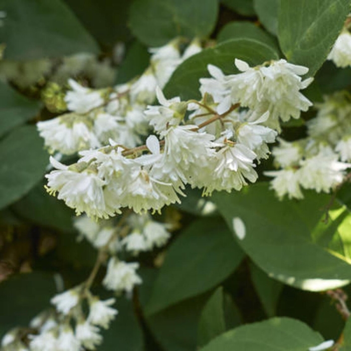 Дейция белая махровая