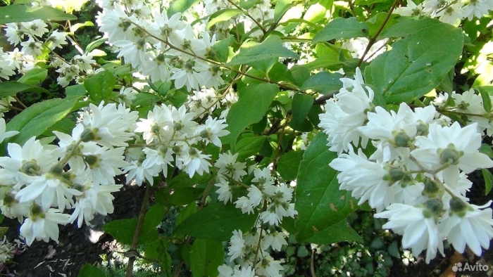 Дейция белая махровая