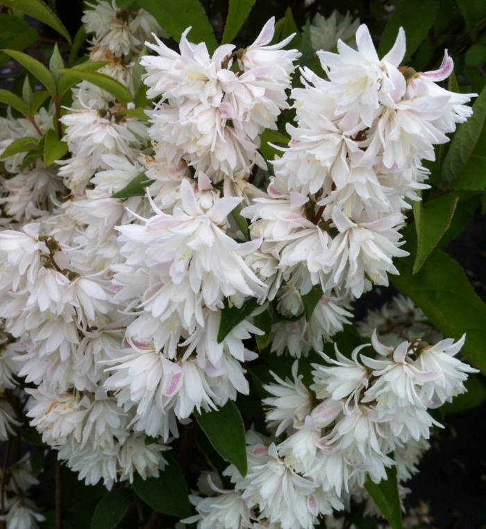 Дейция розеа плена