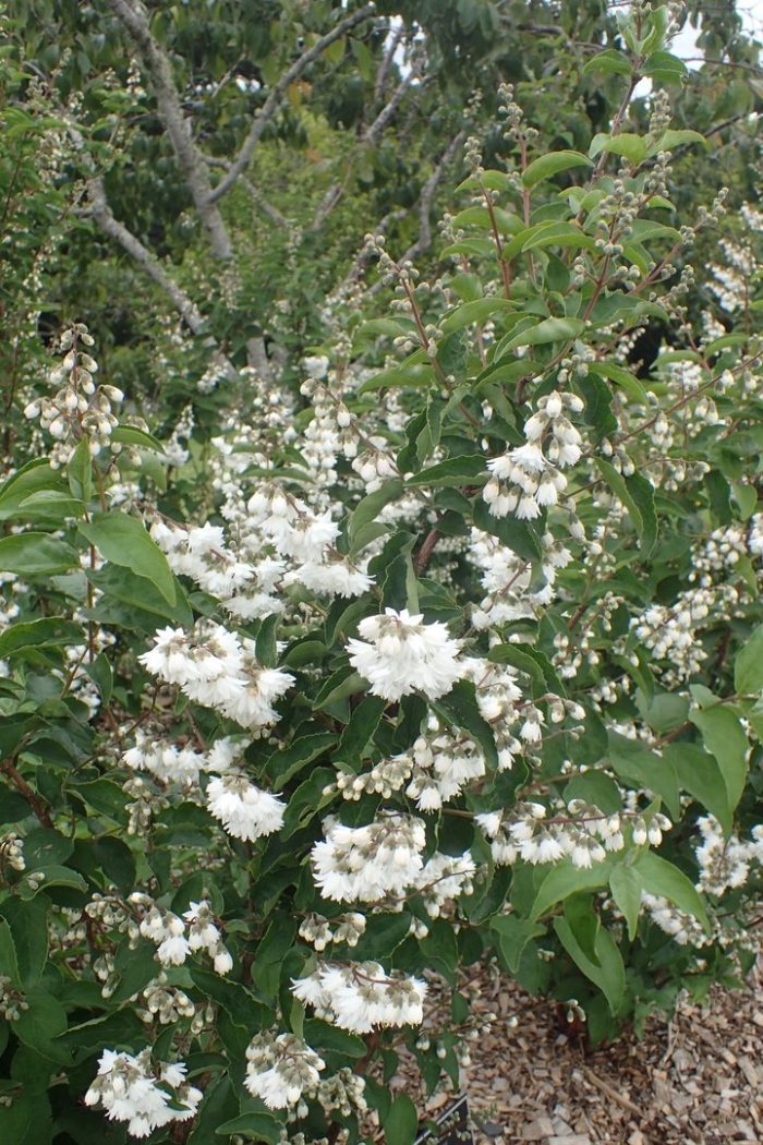 Deutzia scabra candidissima