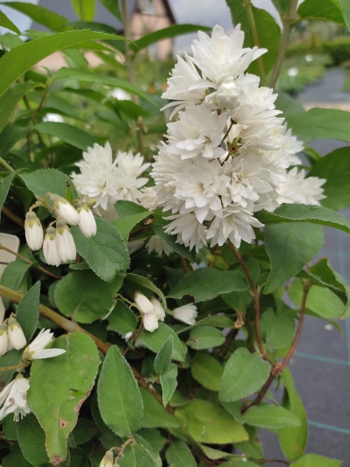 Дейция кандидиссима