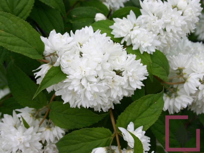 Дейция махровая