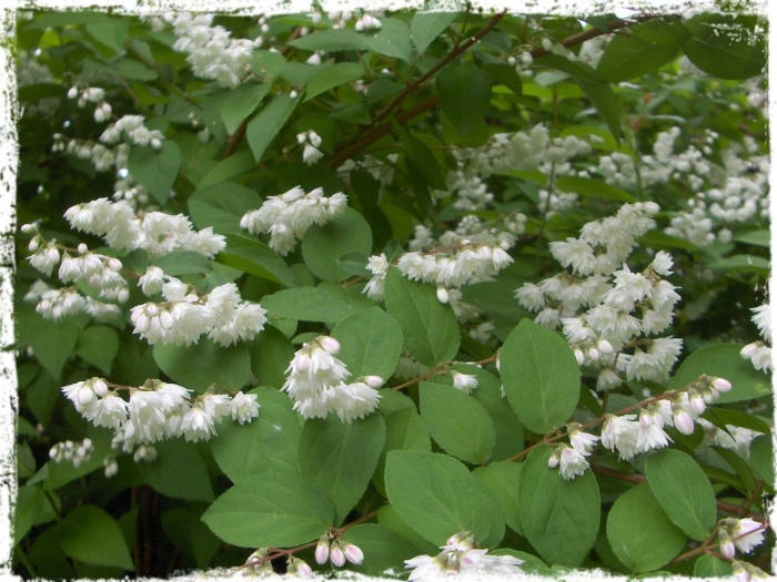 Дейция амурская