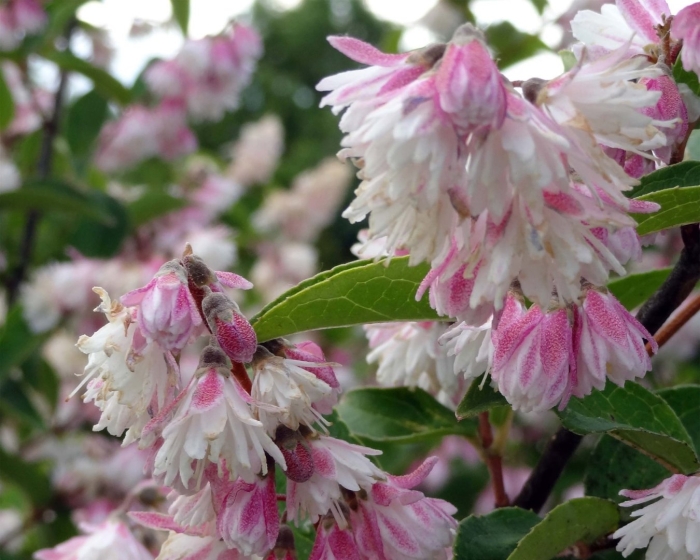 Дейция розеа плена