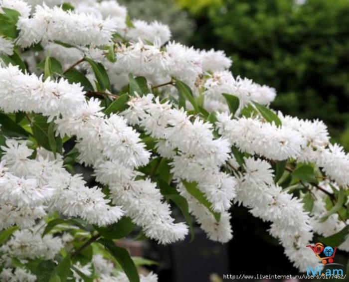 Дейция шершавая кандидиссима