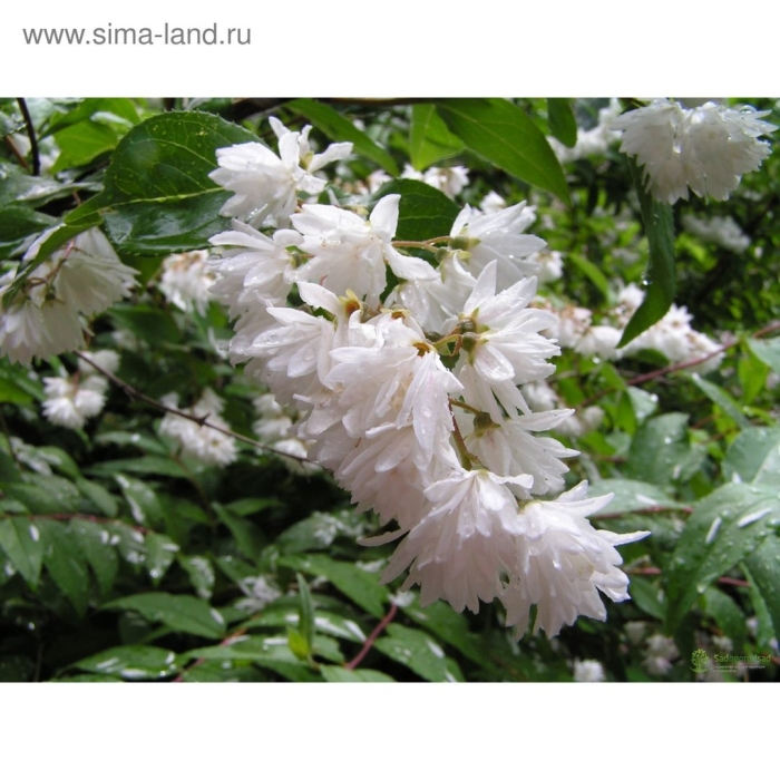 Дейция кустарник махровая