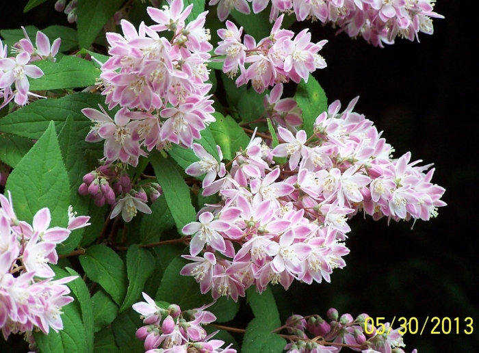 Дейция deutzia rosea