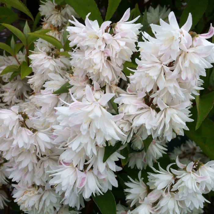 Дейция альба плена