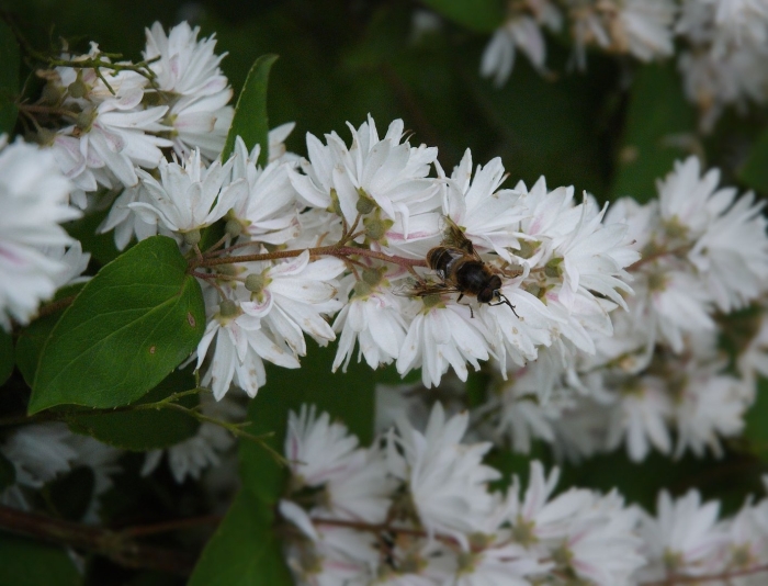 Дейция шершавая plena