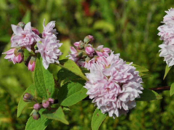 Дейция пинк пом