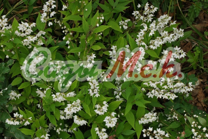 Дейция изящная nikko