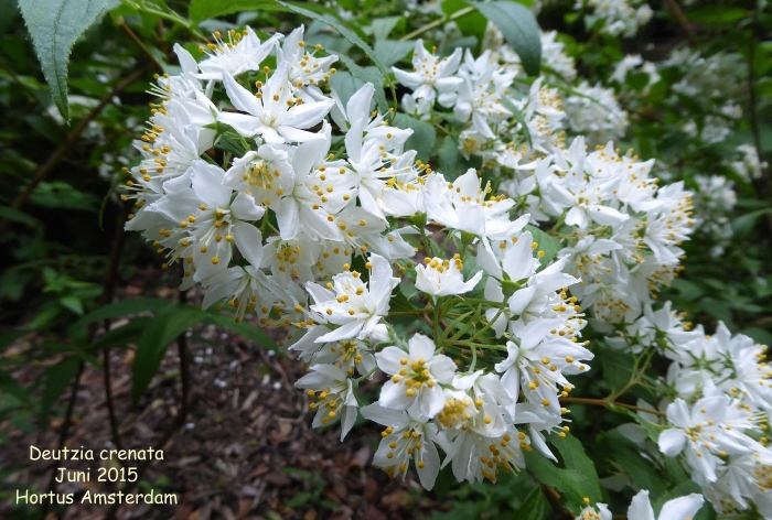 Deutzia gracilis