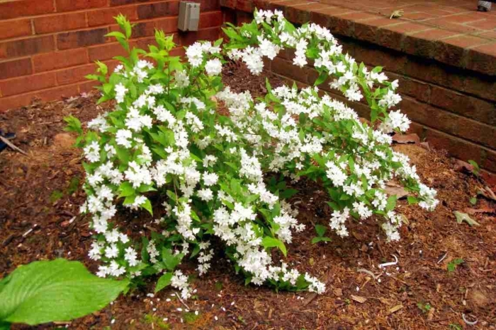 Дейция звездчатая