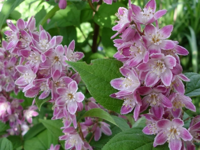 Дейция пурпурная (deutzia) 'kalmiiflora'