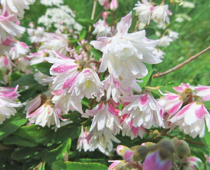 Дейция шершавая кодселл пинк