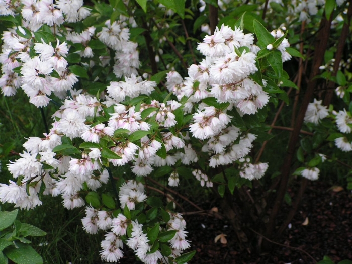 Кустарник дейция шершавая