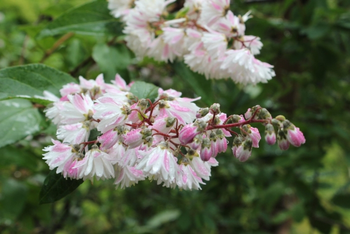 Дейция шершавая прайд оф рочестер