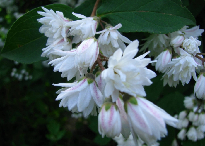 Дейция земляничная поляна