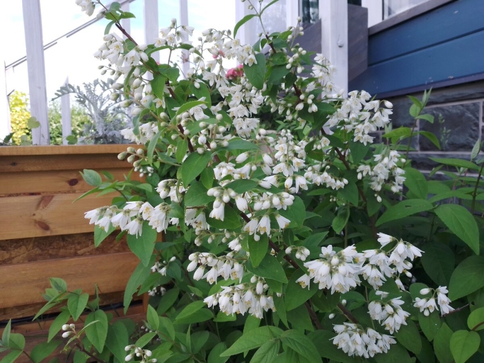 Кустарник дейция