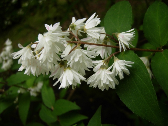 Дейция шершавая махровая