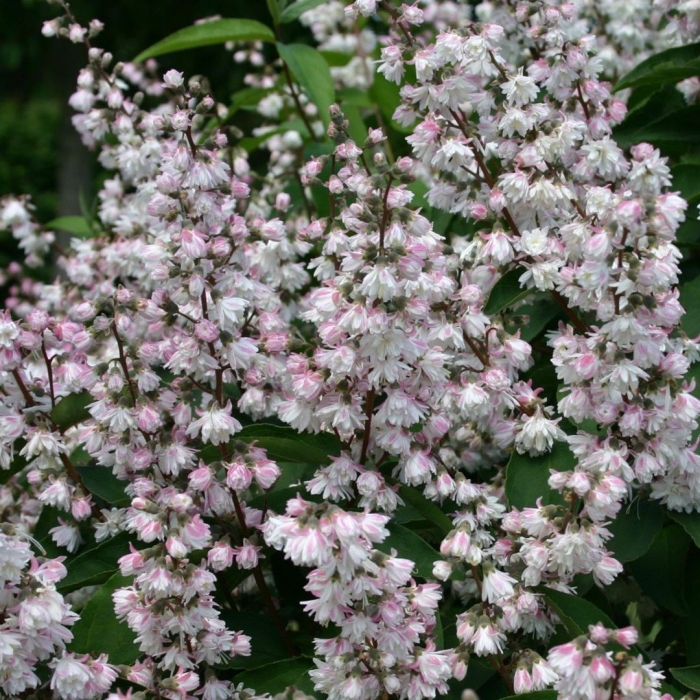 Дейция шершавая розеа плена