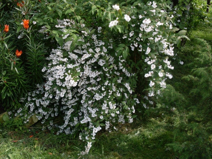 Дейция шершавая мона лиза