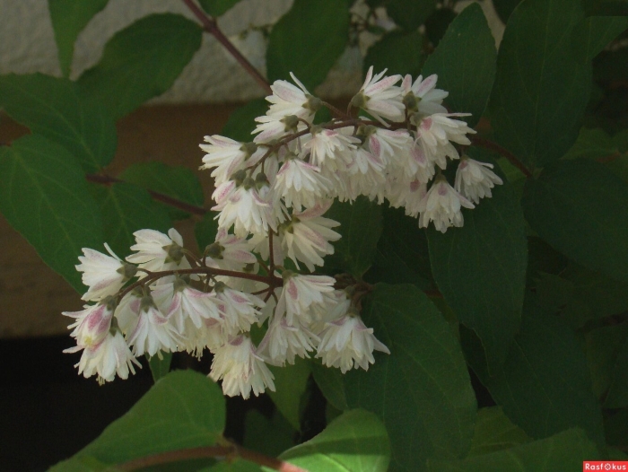 Дейция альба плена