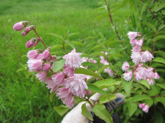 Дейция шершавая прайд оф рочестер