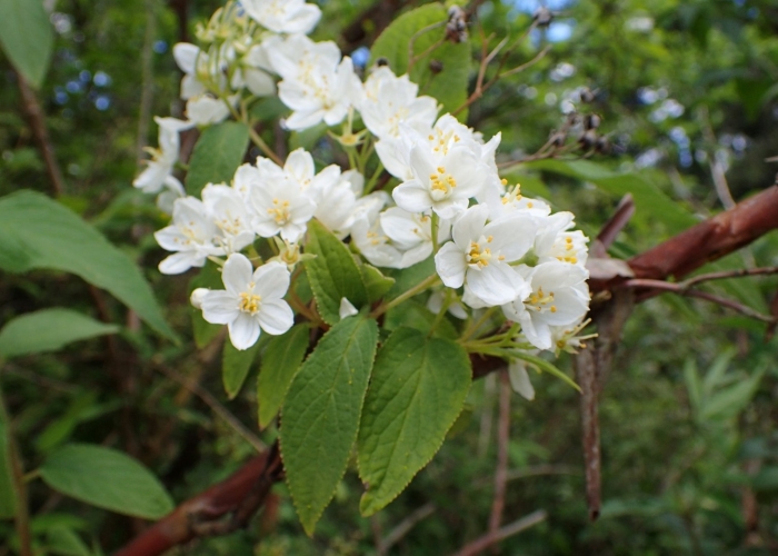 Дейция вильморена