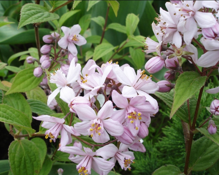 Дейция перл роуз