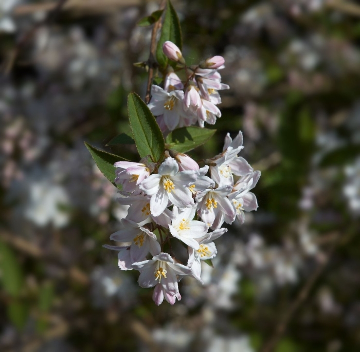 Дейция вариегата