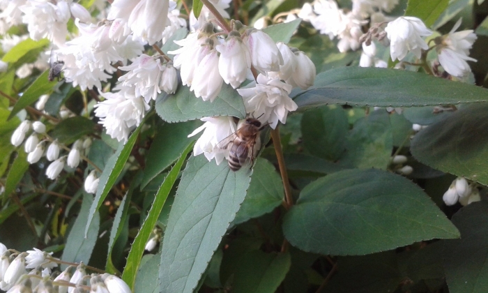 Дейция лемуана