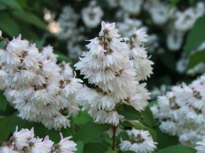 Дейция альба плена