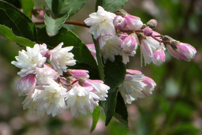 Дейция rosea plena