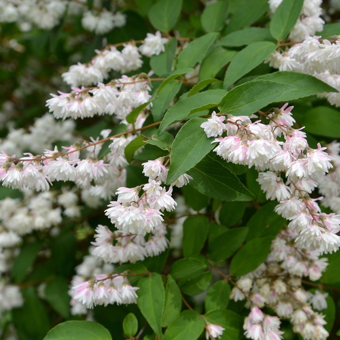 Дейция шершавая прайд оф рочестер