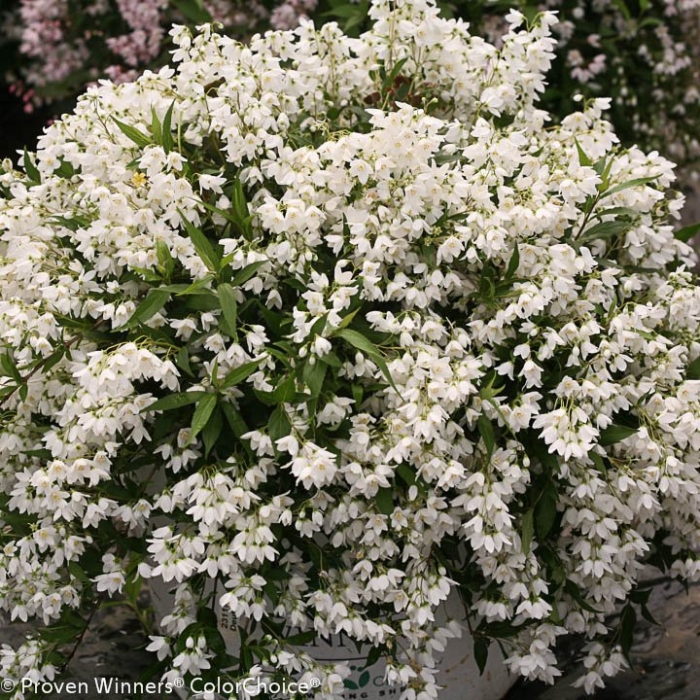 Дейция сноуфлейк