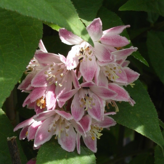 Дейция изящная