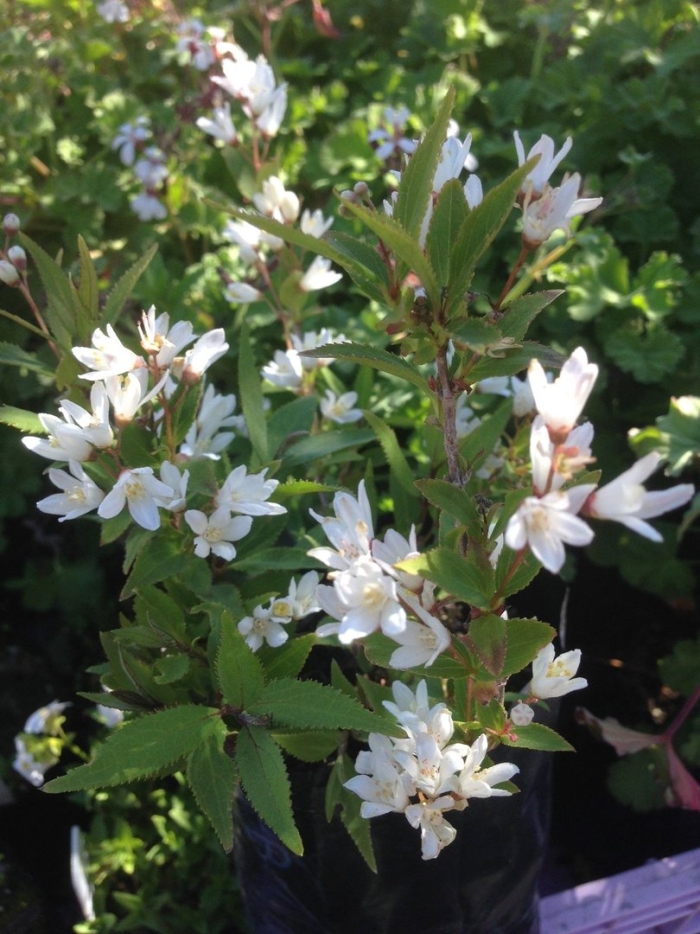 Дейция изящная никко