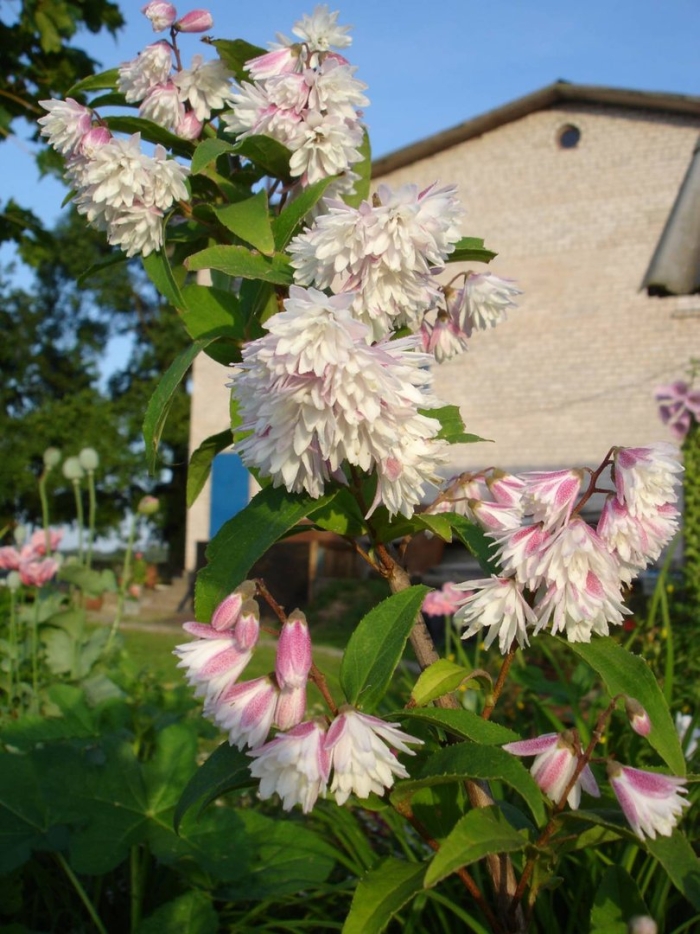 Дейция шершавая плена