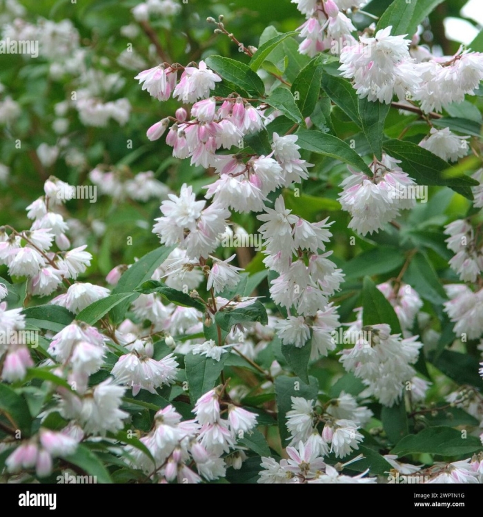 Кустарник дейция белая