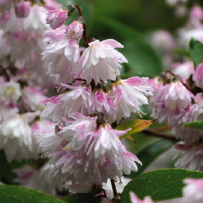 Дейция шершавая